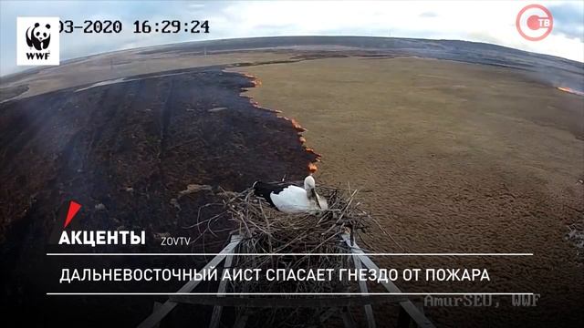 Акценты. Дальневосточный аист спасает гнездо от пожара смотреть онлайн