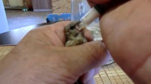 ? ? кормление птенца щегла выпавшего из гнезда