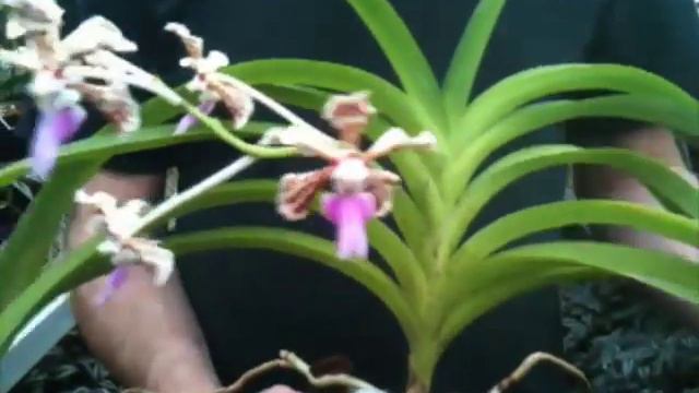 OrchidWeb - Vanda tricolor var. suavis смотреть онлайн