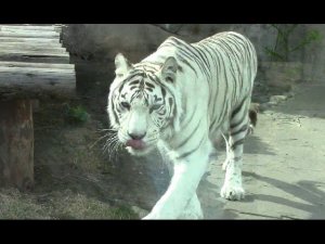 Бенгальский Тигр / Bengal Tiger