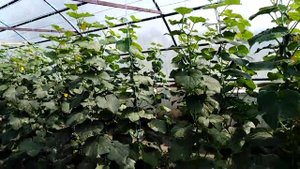 КОРОТКИЕ МЕЖДОУЗЛЬЯ НА ОГУРЦЕ