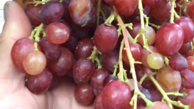 Виноград "Велес". Плюсы и минусы. смотреть онлайн