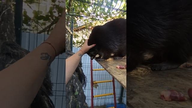#ямыилюша #помощьбездомнымживотным #raccoon #анапа #reels #море #енотики