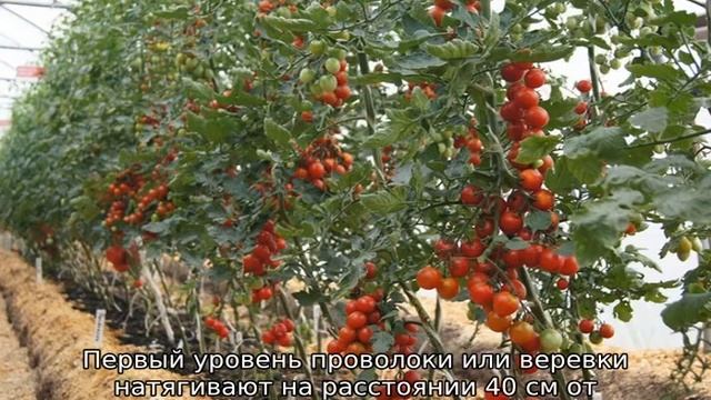 Как подвязать помидоры смотреть онлайн