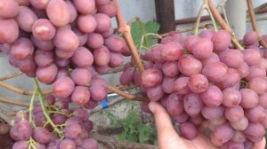 Виноград Гурман Ранний 2019г