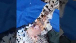 РАНЕНЫЙ ДАЛЬНЕВОСТОЧНЫЙ ЛЕОПАРД ?
