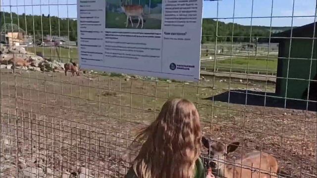 Карельский зоопарк (обзор поездки ) смотреть онлайн