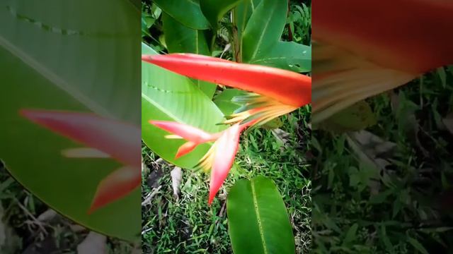 Bird of paradise flower Papua New Guinea #flowers