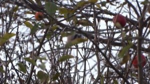 raniuszek (Aegithalos caudatus), Northern Long-tailed Tit, Schwanzmeise, Длиннохвостая синица