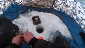 КРУПНЫЙ ОКУНЬ НА МОРМЫШКУ В ГЛУХОЗИМЬЕ! Ловля окуня на Оби, водохранилище. Зимняя рыбалка 2024