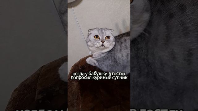 Куриный супчик