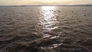 Чёрные казарки над Белым морем. Карелия | Film Studio Aves