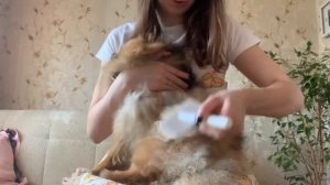 Как правильно расчесывать шпица дома