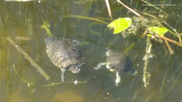 Черепахи в Москве-реке смотреть онлайн