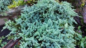 Шелковица в Подмосковье