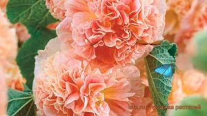 Мальва обыкновенная Пичес энд Дримс (malva) ? обзор: как сажать, саженцы мальвы Пичес энд Дримс