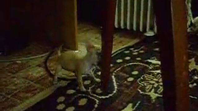 chihuahua for sell www.chihuahua.dir.bg смотреть онлайн