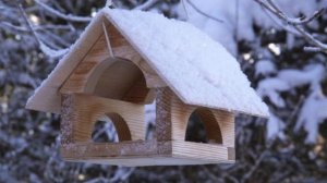 Помогаем птицам зимой!