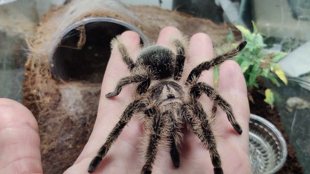 Brachypelma albopilosum лучший паук птицеед для новичков (Tliltocatl albopilosus Nicaragua)