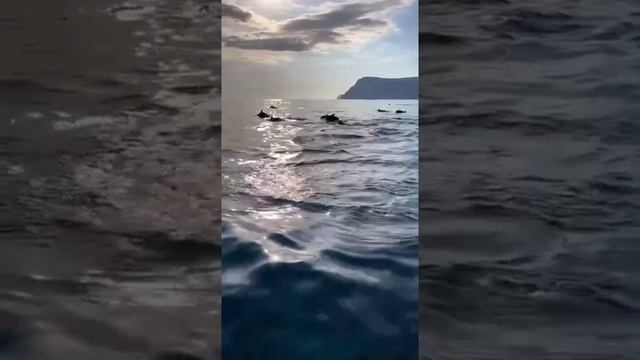 Дельфины у берегов Балаклавы. Кажется, смотреть на это можно бесконечно