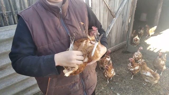 Как определить пол у птицы. смотреть онлайн