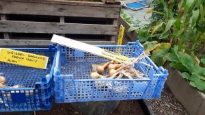 SHEDWARS21: GARDENING My Elephant & Red Russian Garlic 🌻Oerpria & Walking Onions Reveal After Curin