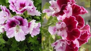 Что я добавляю весной в грунт гераням такого, что они цветут бесперебойно до ноября Делюсь находкой