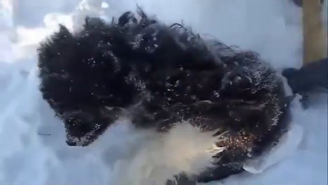 Собачка упал и замёрз и не смог выбраться люди с топором вытащили смотреть онлайн