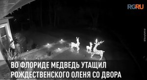 Во Флориде медведь утащил декоративного рождественского оленя со двора
