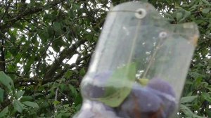 2022 Самодельный плодосъемник (захватывающий) из пластиковой бутылки