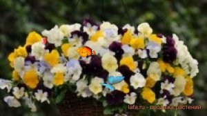 Виола ампельная Микс ? ампельная виола Микс обзор: как сажать, семена виолы Микс