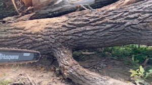 Бензопила ZimAni 365 - распиловка дуба на дрова.