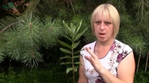 Ваточник (асклепиас): посадка и уход - 7 дач