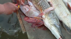 река Волга. г. Харабали посёлок Дедушкин. щука. судак.