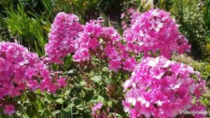 Флокс метельчатый, розовый. Цветение 2022 г #флокс#флоксрозовый#флоксметельчатый