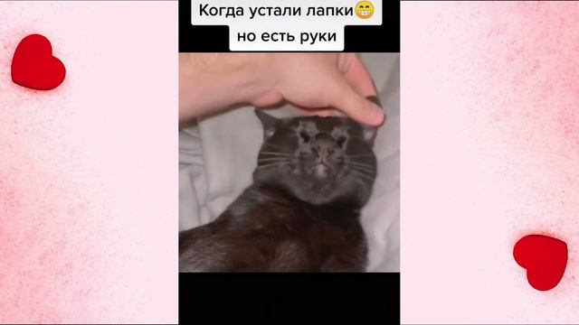 Приколы с Животными №4 | Забавные Кошки | Весёлые Собаки 🐱🐶