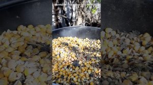 Гидромельница для приготовления кормов