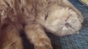 Кот храпит