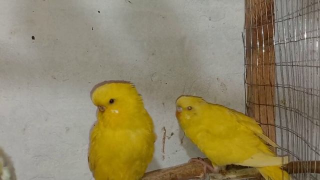Трудности в разведении ВВП(ЧЕХОВ). Распаровываем пару попугаев, птенцов размещаем в другие дуплянки смотреть онлайн