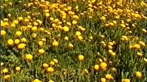 Целебные растения и их применение