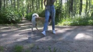 Американская акита Дрессировка Выполнение команд American akita training