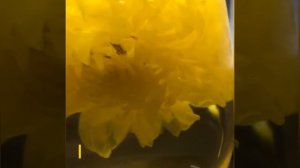 Golden Silk Chrysanthemum，chrysanthemum tea wolfberry jelly recipe,Chrysanthemum Tea Loose Leaves,