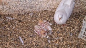 1000007243.mp4  Голуби И.Т.  Луганск.