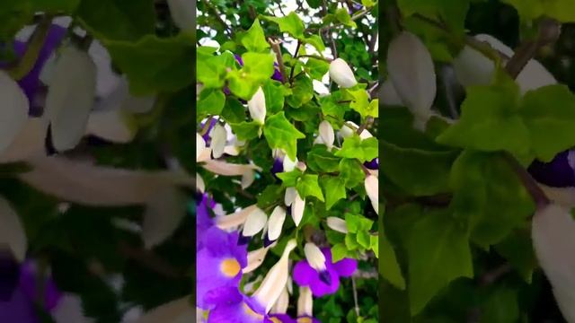 Thunbergia Erecta Plant