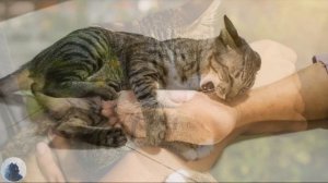 А Вы Знаете, Почему Кошка КУСАЕТСЯ, Когда Её ГЛАДИШЬ? Причины и Советы