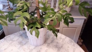 делаю ОПОРУ для  МИНИ - МОНСТЕРЫ / содержание и уход за цветком