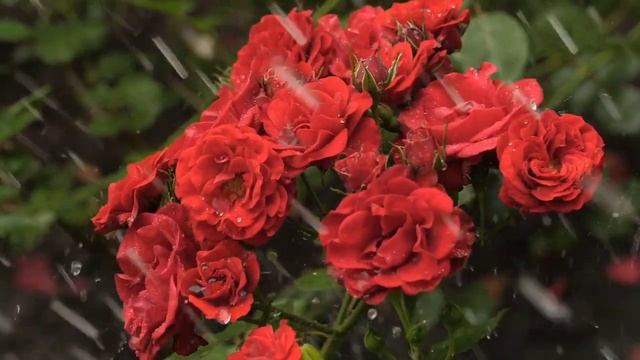 Самая красивая мелодия в мире! Эту музыку можно слушать вечно!Отличная музыка Сергей Грищук смотреть онлайн