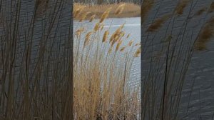 Прикормочный кораблик Дилан .