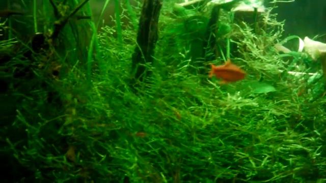 Aquarium 65 gallons avec gouramis perlés, barbus cerise, rasboras hengeli et crevettes cerise смотреть онлайн