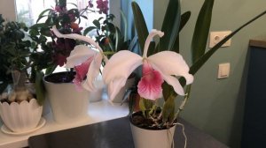 Laelia purpurata carnea / лелия пурпурата